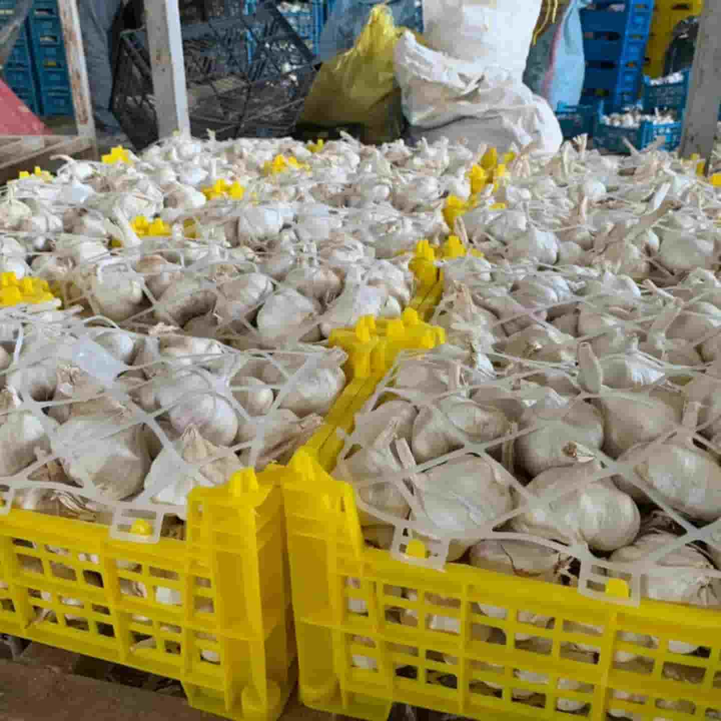 قیمت خرید سیر سفید با پوست عمده به صرفه و ارزان