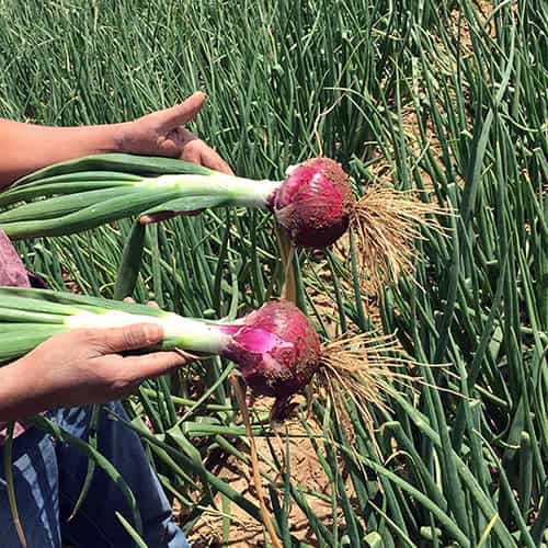 قیمت خرید پیاز عراقی با فروش عمده