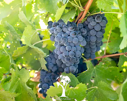 تصویر 4 از قیمت انگور سیاه بی دانه با کیفیت ارزان + خرید عمده