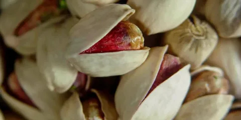 قیمت خرید پسته اکبری خام + فروش ویژه