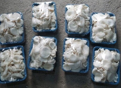 قیمت قارچ صدفی سفید بسته بندی + خرید باور نکردنی