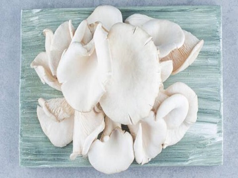 فروش قارچ صدفی سفید فله + قیمت خرید به صرفه