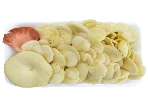 خرید و فروش قارچ سفید صدفی بسته بندی با شرایط فوق العاده