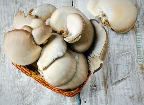 قیمت خرید قارچ سفید صدفی فله با فروش عمده