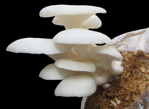 قیمت خرید انواع قارچ سفید صدفی عمده به صرفه و ارزان