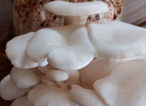 خرید و قیمت قارچ صدفی سفید اعلا + فروش صادراتی