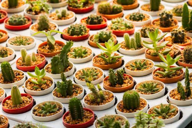 قیمت خرید گیاه کاکتوس مینیاتوری + فروش ویژه