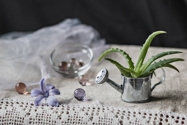 فروش گیاه آلوئه ورا + قیمت خرید به صرفه