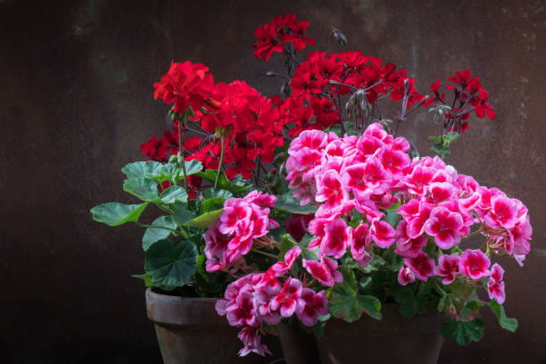 قیمت گل شمعدانی با کیفیت ارزان + خرید عمده