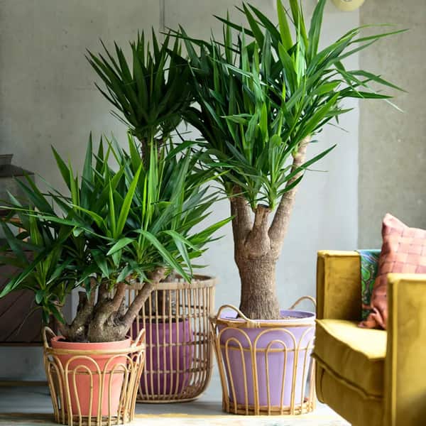 تصویر 3 از خرید و فروش گل یوکا با شرایط فوق العاده