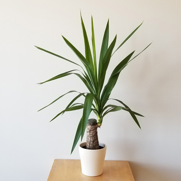 تصویر 2 از خرید و فروش گل یوکا با شرایط فوق العاده