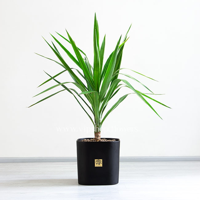 تصویر 1 از خرید و فروش گل یوکا با شرایط فوق العاده