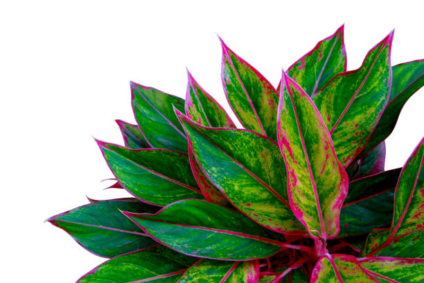 خرید و قیمت گیاه آگلونما + فروش عمده