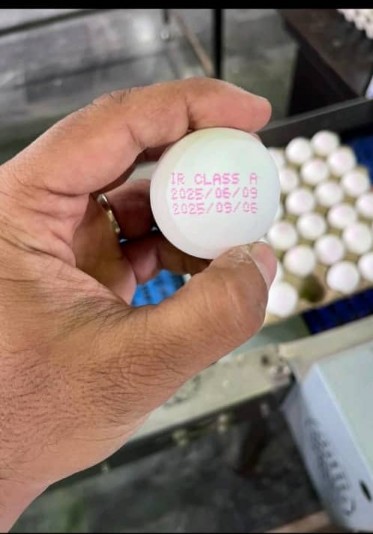 خرید عمده تخم مرغ + صادرات