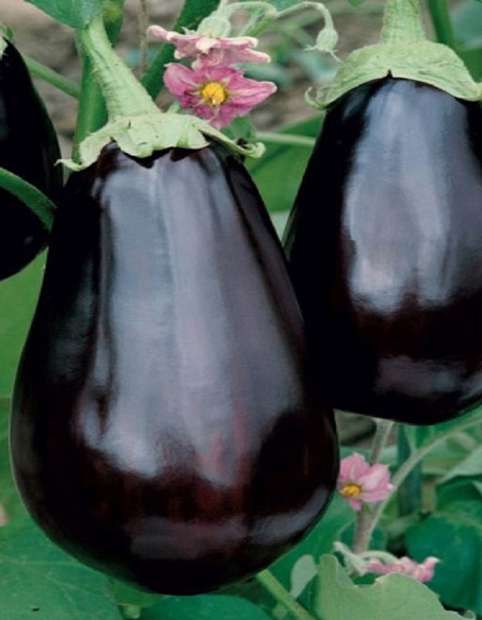 قیمت خرید بادمجان دلمه ای با فروش عمده