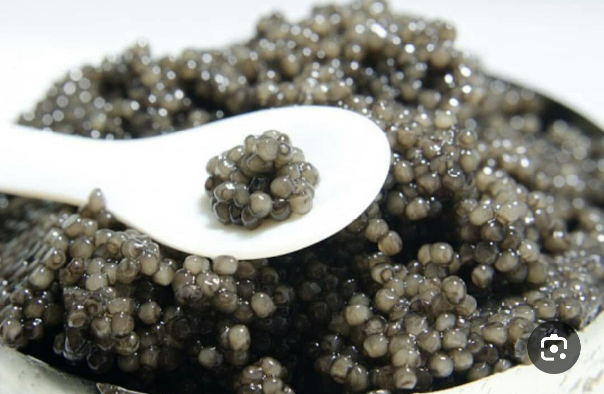 خرید عمده خاویار بلوگا