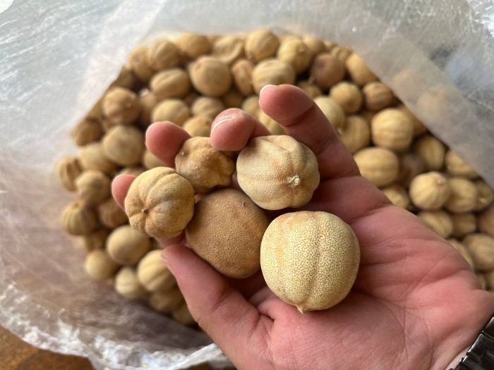 تصویر 1 از خرید و قیمت لیمو خشک + فروش عمده