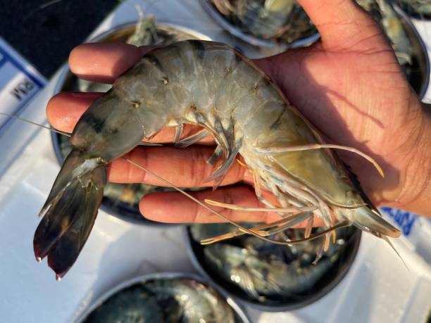 خرید و قیمت شاه میگو + فروش عمده