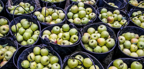 خرید و قیمت سیب درختی + فروش صادراتی