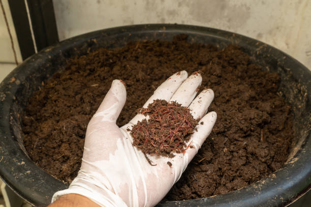 تصویر 5 از قیمت کود ورمی کمپوست کیلویی + فروش به صرفه