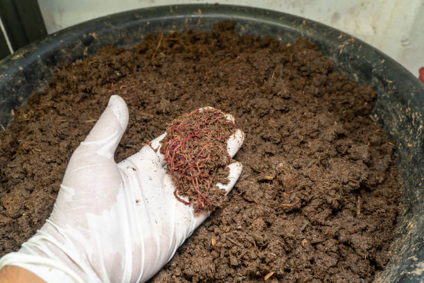 تصویر 1 از قیمت کود ورمی کمپوست کیلویی + فروش به صرفه