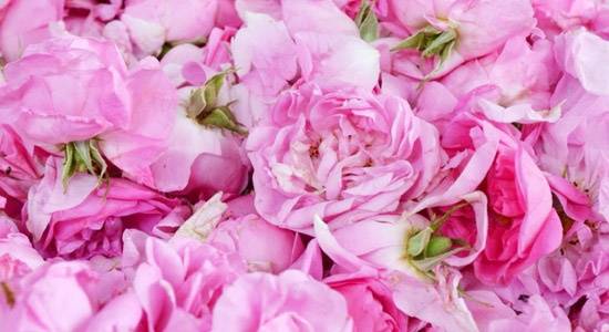 تصویر 4 از قیمت گلاب سبک با کیفیت ارزان + خرید عمده