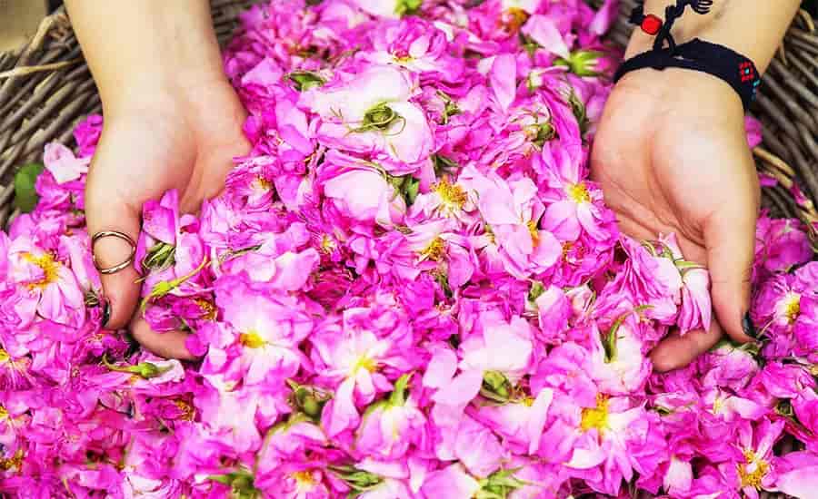 قیمت گلاب خالص