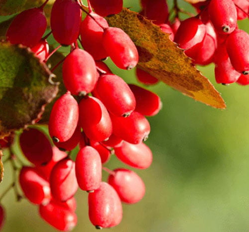 قیمت زرشک شاخه ای + خرید باور نکردنی