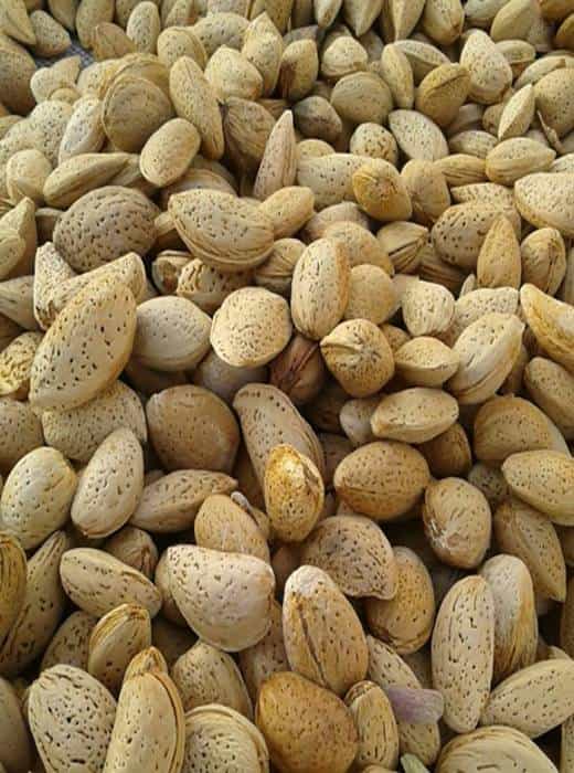 قیمت خرید بادام مامایی  با فروش عمده