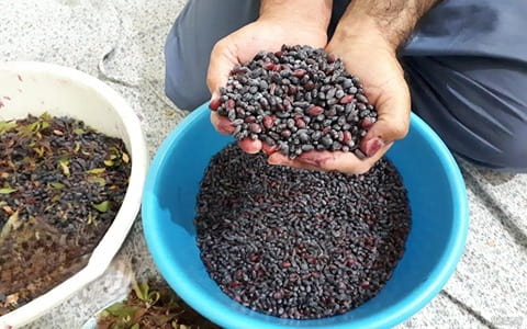 قیمت زرشک کوهی با کیفیت ارزان + خرید عمده