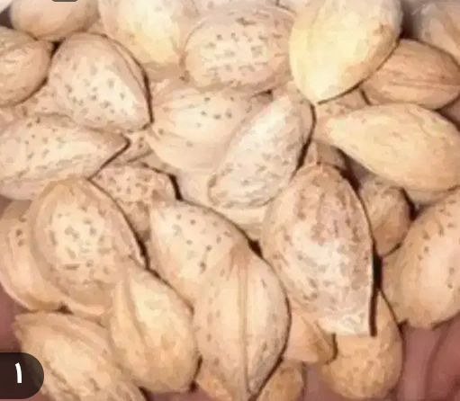 بادام منقا مرغوب + خرید فروش صرفه