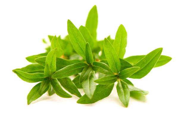 قیمت خرید آویشن شیرازی عمده به صرفه و ارزان + به صرفه