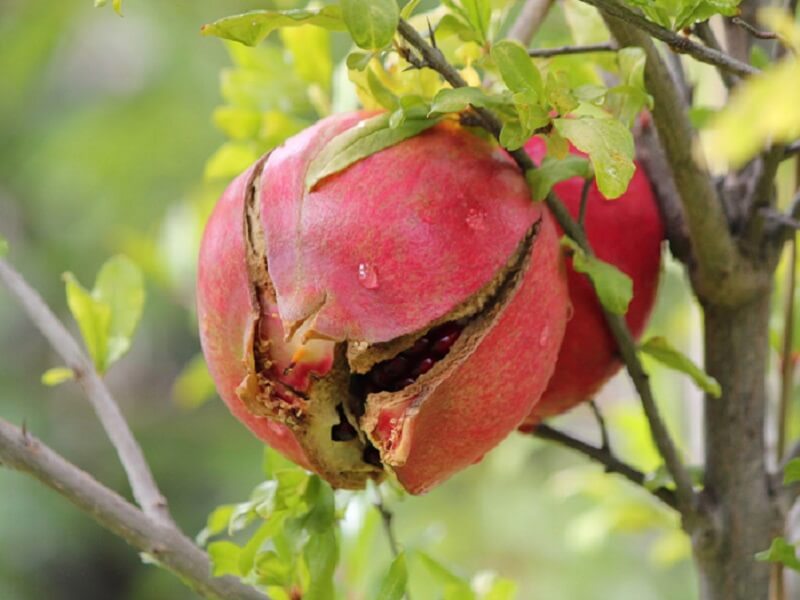 تصویر 2 از قیمت انار شکسته رباب با کیفیت ارزان + خرید عمده