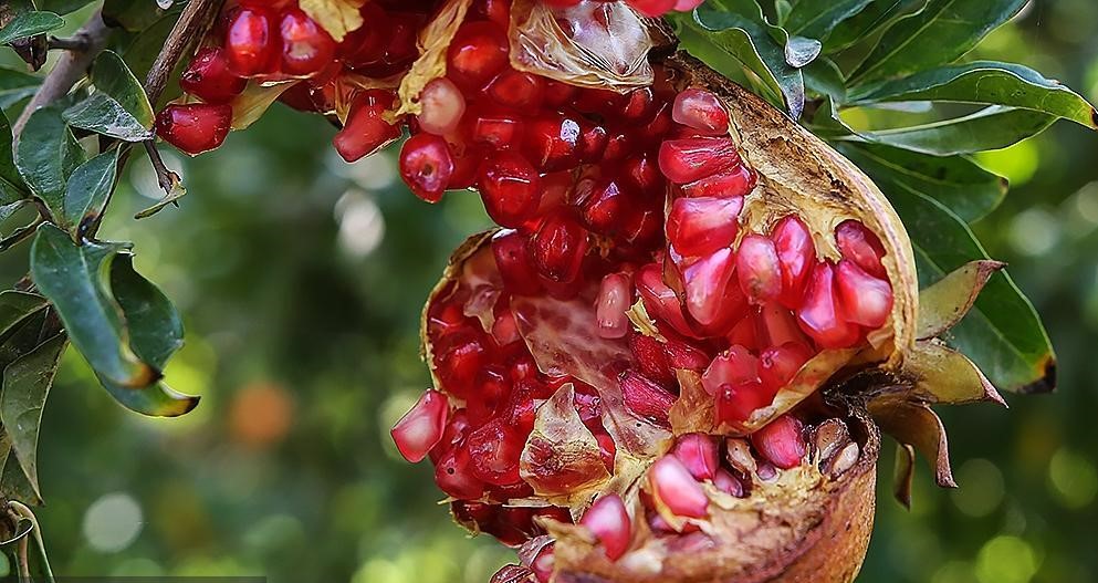 تصویر 4 از قیمت انار شکسته رباب با کیفیت ارزان + خرید عمده