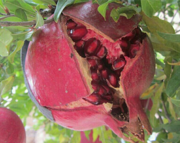 تصویر 5 از قیمت انار شکسته رباب با کیفیت ارزان + خرید عمده