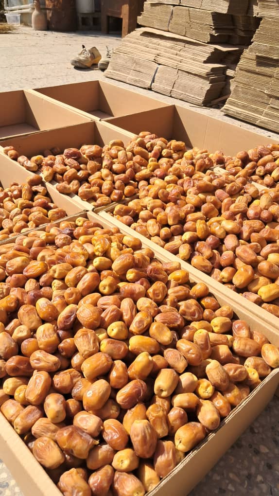 قیمت خرما زاهدی قصب بوشهر بهترین کیفیت داخلی صادراتی