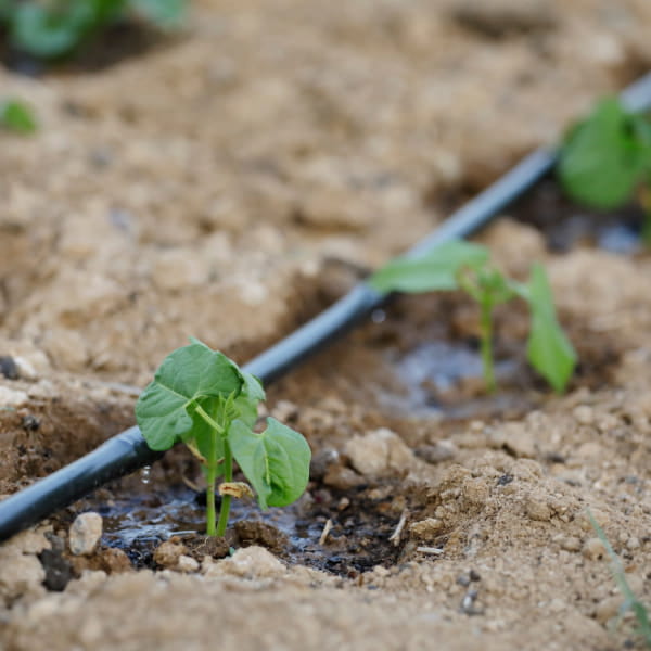 خرید و فروش نوار تیپ آبیاری با شرایط فوق العاده