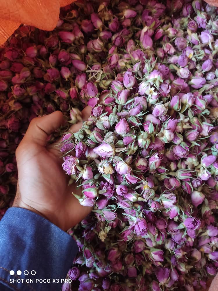 فروش مستقیم غنچه گل‌ محمدی برای بازار دبی + بدون واسطه از تولید کننده