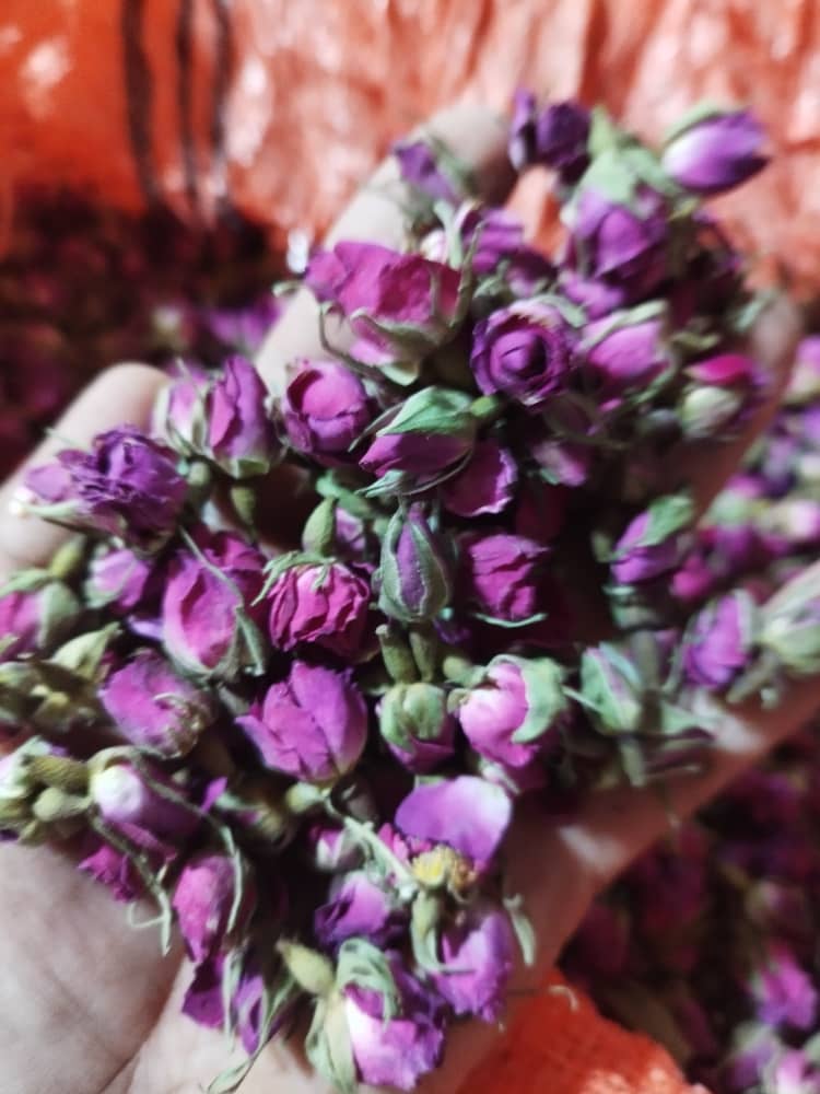 خرید عمده غنچه گل محمدی تازه و ارگانیک با قیمت تولیدی