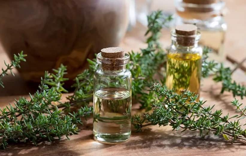 قیمت آویشن سبز با کیفیت ارزان + خرید عمده