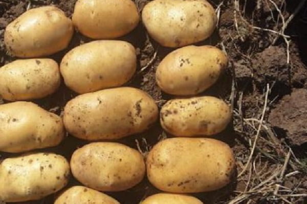 خرید سیب زمینی راشیدا سورت شده + قیمت فروش استثنایی