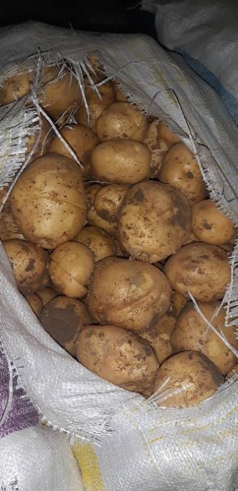 قیمت سیب زمینی راشیدا ایرانی با کیفیت ارزان + خرید عمده