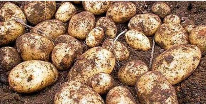 خرید و فروش سیب زمینی راشیدا فله با شرایط فوق العاده