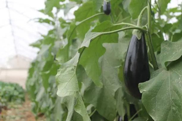 تصویر 2 از قیمت بادمجان قلمی گلخانه ای + خرید باور نکردنی