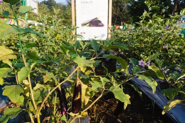 تصویر 3 از قیمت بادمجان قلمی گلخانه ای + خرید باور نکردنی