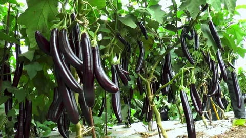 تصویر 3 از قیمت خرید بادمجان قلمی ورامین + فروش ویژه