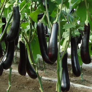 تصویر 2 از فروش بادمجان قلمی ریز + قیمت خرید به صرفه