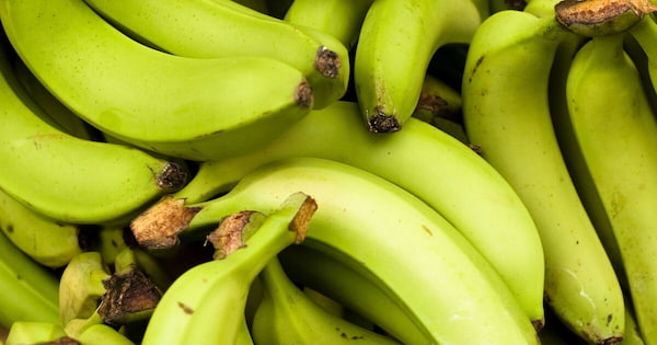 خرید و فروش موز سبز با شرایط فوق العاده