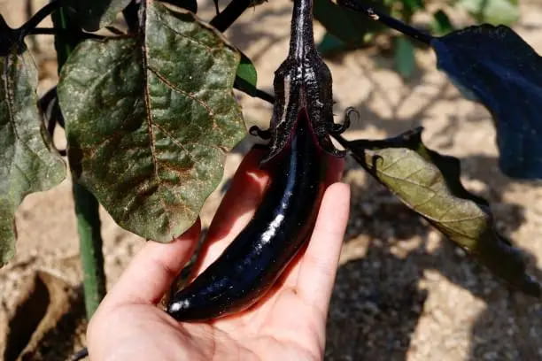 تصویر 1 از خرید و فروش بادمجان قلمی بنفش با شرایط فوق العاده