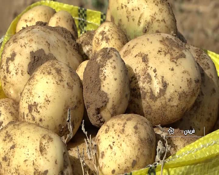 خرید و قیمت سیب زمینی راشیدای ایران + فروش عمده